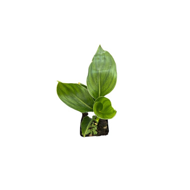 Pianta Sterlizia Reginae Vaso 7cm - Vendita Piante | Mondo Piante