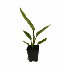 Pianta Strelitzia Augusta Vaso 7 cm | Mondo Piante 2