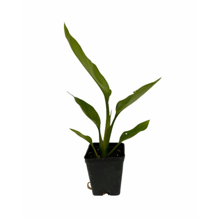 Vendita Strelitzia augusta|L'Albero Tropicale da Salotto | MondoPiante