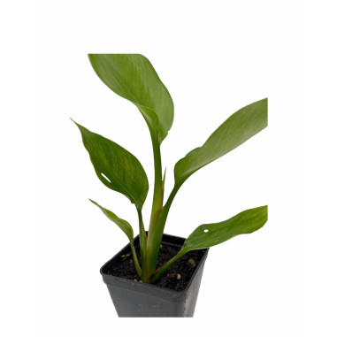 Vendita Strelitzia augusta|L'Albero Tropicale da Salotto | MondoPiante