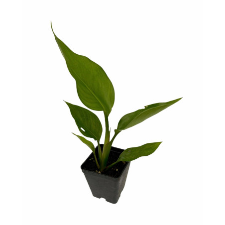 Vendita Strelitzia augusta|L'Albero Tropicale da Salotto | MondoPiante