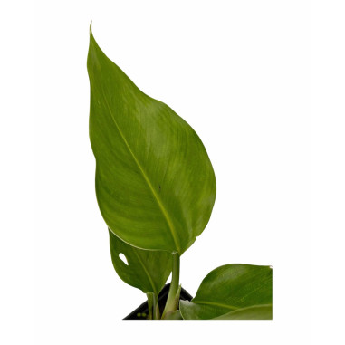 Vendita Pianta Strelizia Augusta Vaso 7 - Piante Tropicali|MondoPiante