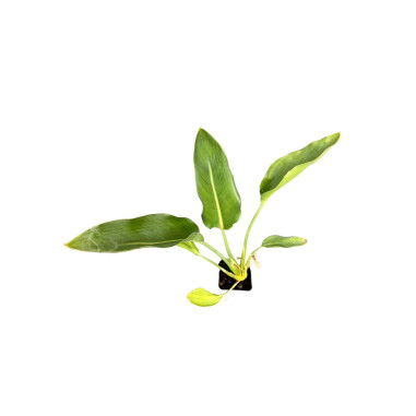 Vendita Pianta Strelizia Augusta Vaso 7 - Piante Tropicali|MondoPiante