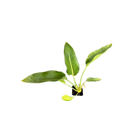 Vendita Strelitzia augusta|L'Albero Tropicale da Salotto | MondoPiante