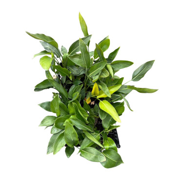 Vendita Pianta Strelizia Augusta Vaso 7 - Piante Tropicali|MondoPiante