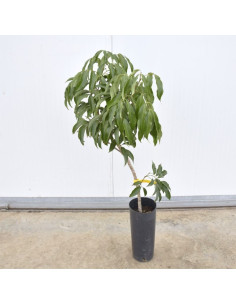 Albero di Litchi | Piante da Frutto Esotiche | Mondo Piante