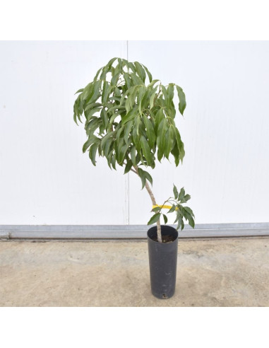 Albero di Litchi | Piante da Frutto Esotiche | Mondo Piante