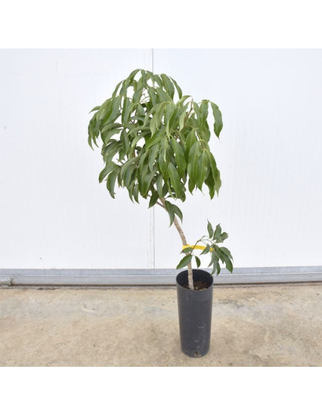 Albero di Litchi | Piante da Frutto Esotiche | Mondo Piante