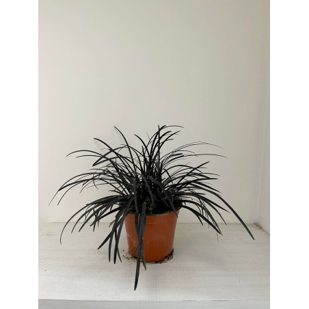 Vendita Online Pianta Ophiopogon Vaso 7-Piante Online | Mondo Piante