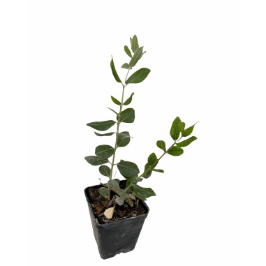Pianta di Feijoa Sellowiana Vaso 7cm-Piante Da Cespuglio|MondoPiante