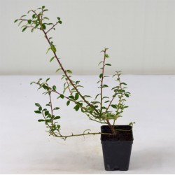 Pianta di Cotoneaster Queen...