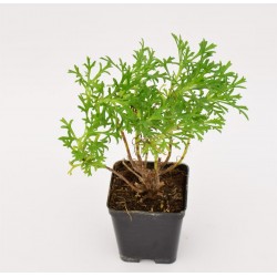 copy of Daisy Plant