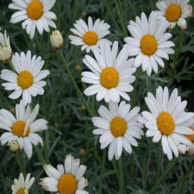Daisy Plant for Sale - Bush Plants Online | Mondo Piante
