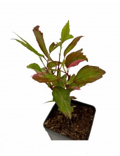 Pianta di Hibiscus Vaso... 2