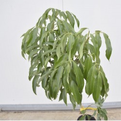 Albero di Litchi, Piante da... 2