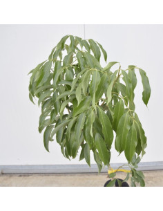 Albero di Litchi | Piante da Frutto Esotiche | Mondo Piante 2