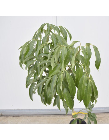 Albero di Litchi | Piante da Frutto Esotiche | Mondo Piante