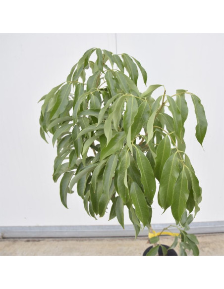 Albero di Litchi | Piante da Frutto Esotiche | Mondo Piante