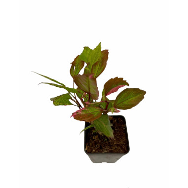 Pianta di Hibiscus in Vaso 7cm - Pianta Da Cespuglio |Mondo Piante