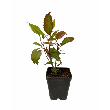 Pianta di Hibiscus in Vaso 7cm - Pianta Da Cespuglio |Mondo Piante