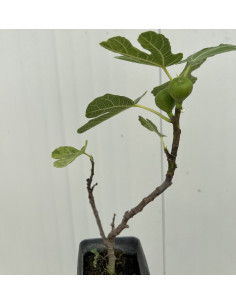 Pianta di Fiorone Domenico Tauro Vaso 7cm | Mondo Piante