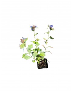 Pianta di Ceratostigma...