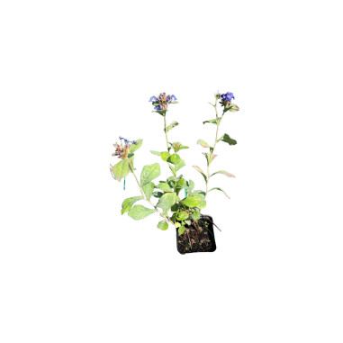 Pianta di Ceratostigma Plumbaginoides Vaso 7cm-Cespuglio|MondoPiante