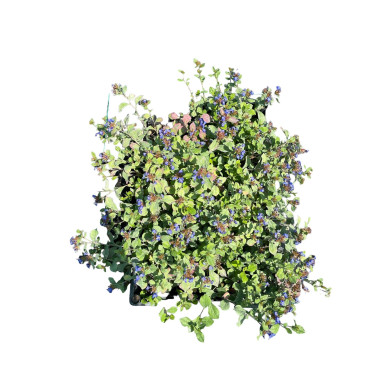 Pianta di Ceratostigma Plumbaginoides Vaso 7cm-Cespuglio|MondoPiante