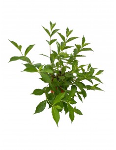 copy of Weigela Plant