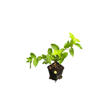 Pianta di Weigela in Vaso 7cm-Pianta Da Cespuglio|Vivaio MondoPiante