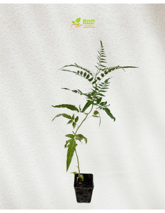 Pianta Schinus Molle Vaso 7cm | Albero Falso Pepe | Mondo Piante