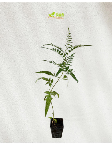 Pianta Schinus Molle Vaso 7cm | Albero Falso Pepe | Mondo Piante