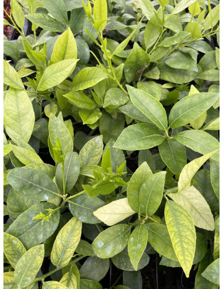 Vendita  Pianta di Lime - Vendita Alberi di Agrumi Online|MondoPiante