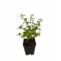 Pianta Ceanothus Repens in Vaso 7cm-Piante Tappezzanti