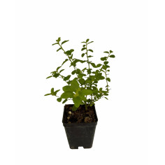 Pianta Ceanothus Repens Vaso 7 cm: Vendita | Mondo Piante