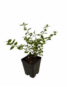 Pianta Ceanothus Repens in... 2