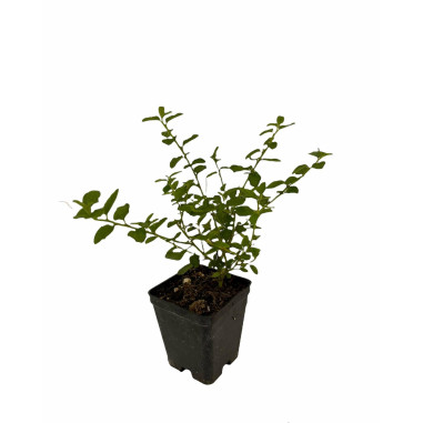 Vendita Piante di Ceanothus Vaso 7cm -Piante Da Cespuglio| MondoPiante