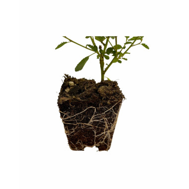 Vendita Piante di Ceanothus Vaso 7cm -Piante Da Cespuglio| MondoPiante