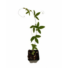 Pianta Passiflora Violacea Vaso 7 cm | Mondo Piante 2