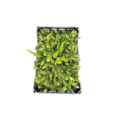 Pianta di Asparagus Coda di Volpe in Vaso 7cm-Cespuglio|MondoPiante