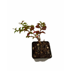 Pianta Polygonum Capitatum Vaso 7 cm: Vendita | Mondo Piante