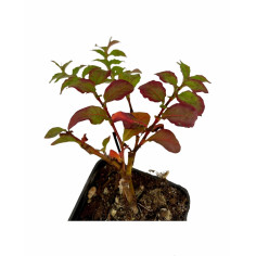 Pianta Polygonum Capitatum Vaso 7 cm: Vendita | Mondo Piante 2
