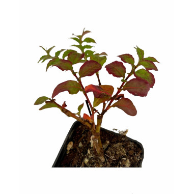 Pianta di Polygonum Capitatum Vaso 7cm-Piante Cespuglio|Mondo Piante