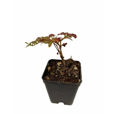 Pianta di Polygonum Capitatum Vaso 7cm-Piante Cespuglio|Mondo Piante