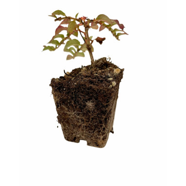 Pianta di Polygonum Capitatum Vaso 7cm-Piante Cespuglio|Mondo Piante