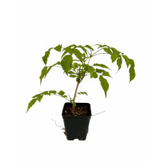 Pianta Bignonia Contessa Sara Vaso 7 cm | Mondo Piante