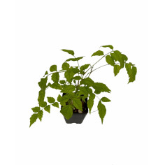 Pianta Bignonia Contessa Sara Vaso 7 cm | Mondo Piante 2