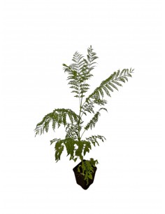 Pianta di Jacaranda Vaso 7cm