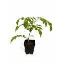 Pianta di Bignonia Grandiflora in Vaso 7cm