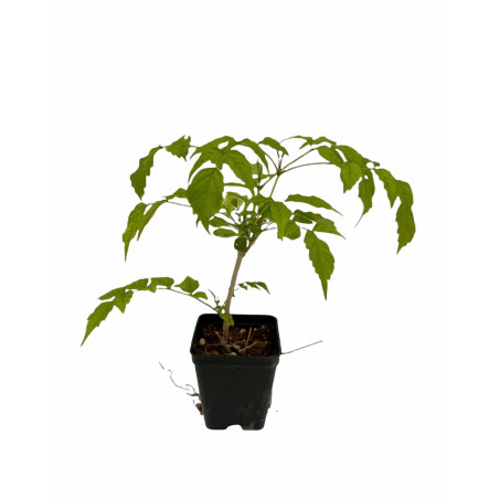 Pianta Bignonia Grandiflora Vaso 7 cm | Mondo Piante